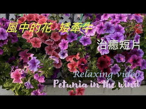 治癒短片- 風中的花  矮牽牛 – Relaxing video – Petunia in the wind - {種花篇 Gardening}