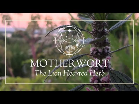 Motherwort: The Lion Hearted Herb