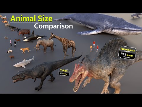 World's Different Animals Size Comparison | Insect Size | Extinct animal size