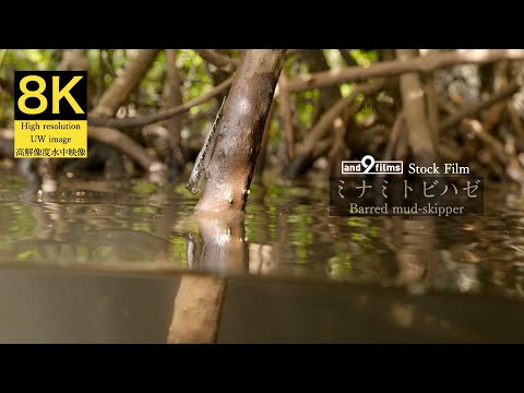 【8K 水中映像】ミナミトビハゼ / Barred mud-skipper / Periophthalmus angentilineat