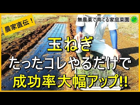 【玉ねぎ栽培】うまく根付かせるには植え方が重要です【有機農家直伝！無農薬で育てる家庭菜園】　24/11/2