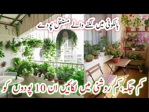 Plants To Grow In Balcony/10 Balcony Growing Plants/Best Plants For balcony Garden/Low Light plants