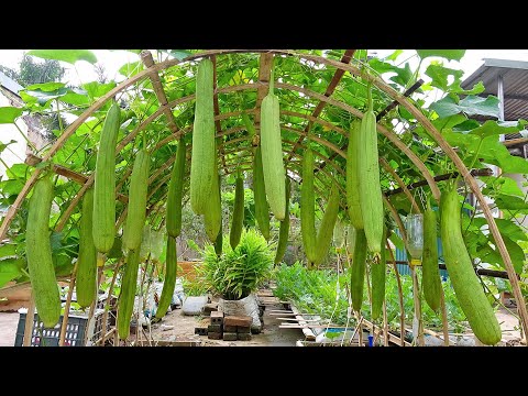 Try growing sponge gourd with this medium, I can't believe there are so many fruits