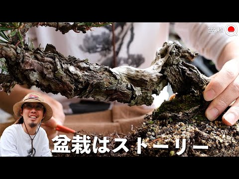 [Kuromatsu] Change the soil from sand to Akadama soil. [Bonsai Q]