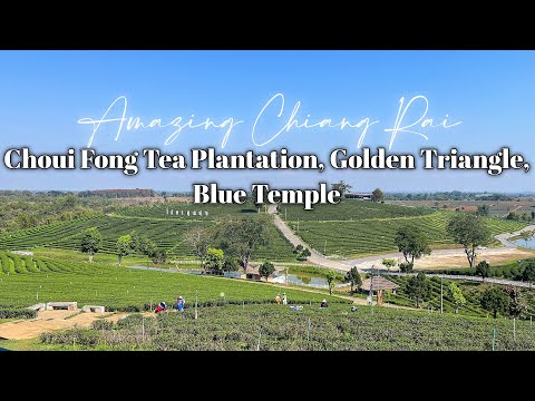 Chiang Rai Day Trip To Choui Fong Tea Plantation, Golden Triangle, And Blue Temple | Thailand Utara