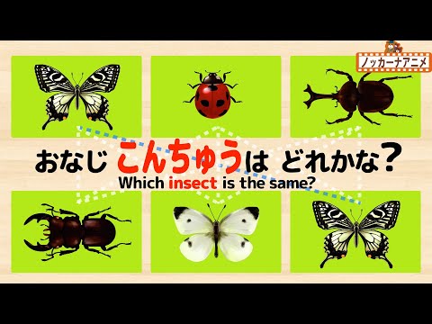 【こんちゅう20種類】同じ昆虫を線でむすぼう！カブトムシ・クワガタムシ・カマキリ【赤ちゃん・子供向け知育動画】Which insect is the same?