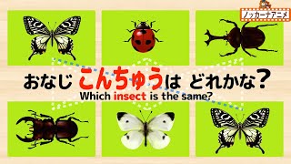 【こんちゅう20種類】同じ昆虫を線でむすぼう！カブトムシ・クワガタムシ・カマキリ【赤ちゃん・子供向け知育動画】Which insect is the same?