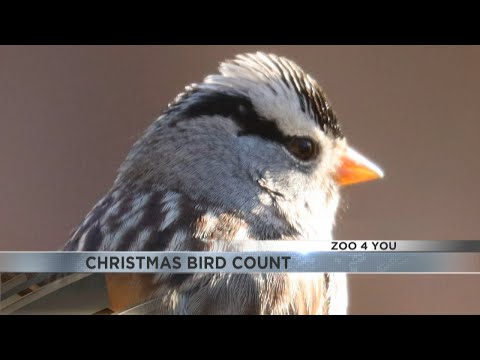 Tucson news - ZOO 4 YOU: Community science project focuses on bird conservation efforts