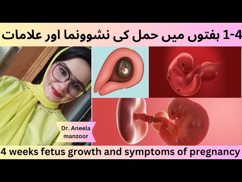 1- 4 week pregnant fetus growth & Symptoms1-4 वेक परगनेंके की वृद्धि और लक्षण|pregnancy week by week