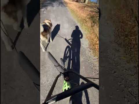 Fish Solo Scooter Run #sleddogs #dogsports #malamutelovers