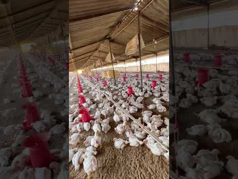 24 day #trendingvideo #farming #youtubeshorts #10million #chicken#farming