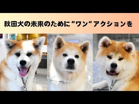 【秋田犬新聞】保護犬の未来を支援　秋田県がＣＦ型ふるさと納税