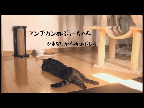 【猫のしっぽとおしりを見守る】ゴロゴロ長編