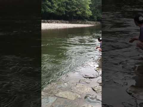 【伊勢神宮】内宮(皇大神宮)の五十鈴川　神聖なる清らかな水流の音で浄化 #伊勢神宮 #五十鈴 #神社巡り  #癒し動画