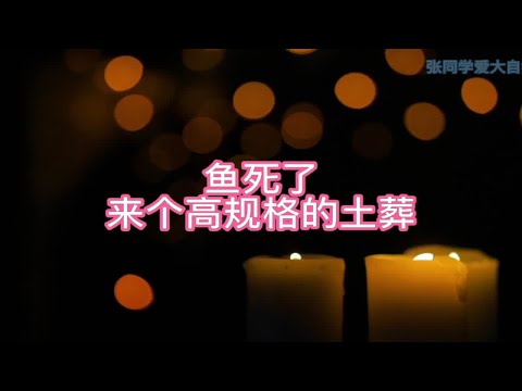 鱼死了，来个高规格的土葬