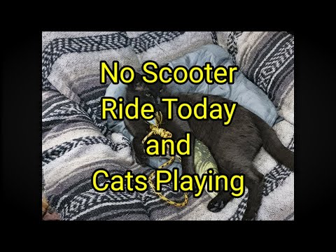 (1575) No Scooter Ride Today 🌧 and Cats Playing