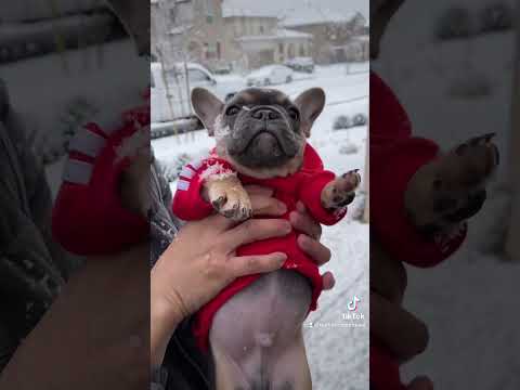 Puppy's First Snow #Shorts #Dogs