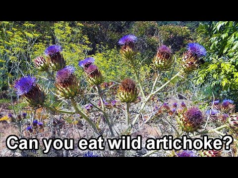 wild artichokes aka cardoon, artichoke thistle, harvesting and cooking