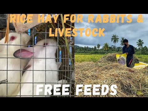 Free Feeds RiceHay (Dayami) for Rabbits & Livestock