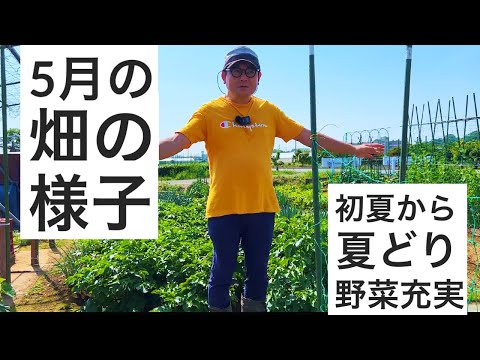 5月のある日の野菜の様子を紹介します。