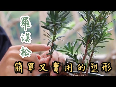 【天天小花農】羅漢松，最簡單又實用的塑形方法，新手花友也能看得懂