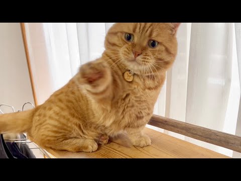 息子にしっぽであやされるパパ猫がかわいすぎる！