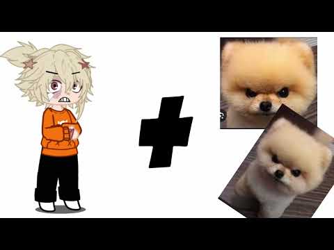 Bakugo x Pomeranian :0000￼