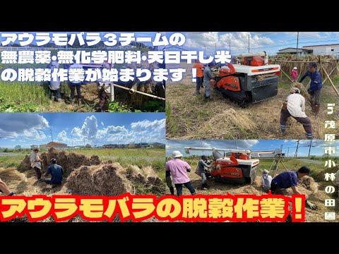 アウラモバラの脱穀作業！【里山再生・土壌改善・開拓型農業アクティビティ里山体験受付中】