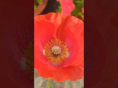 Poppy flowers#poppyflower #redpoppyflowers #flowers #winterflower #easygardeningtips