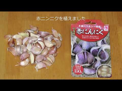 【赤白ニンニク食べ比べ】家庭菜園30年目