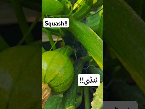 Squash Field | Tindi | ٹنڈی | DAAD'S AGRI FARM