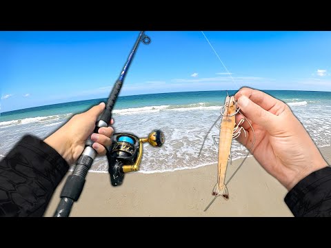 The most DANGEROUS fish you can catch from the beach..