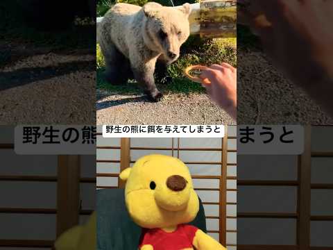 野生の熊に餌を与えてしまうと　#shorts