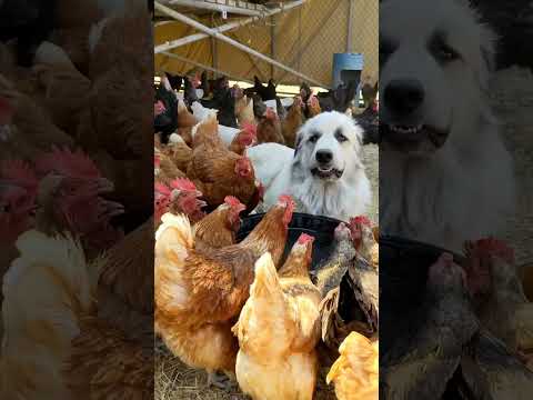 Protecting Your Flock with a Great Pyrenees #GreatPyrenees