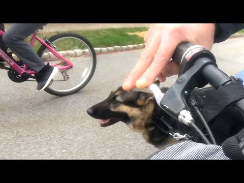 A bike ride with our German Shepherd around the neighborhood ep162