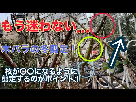 もう迷わない…木バラの冬剪定！枝が〇〇になるように切るのがポイントです！