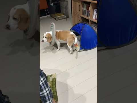 ［ビーグル】寝床に入れない#shorts #ビーグル #犬 #beagle ＃寝床＃入れない＃エリザベスカラー