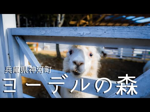 【兵庫県神河町】播州最大級の動物テーマパーク・ヨーデルの森｜Yodel Forest in Kamikawa, Hyogo Japan.