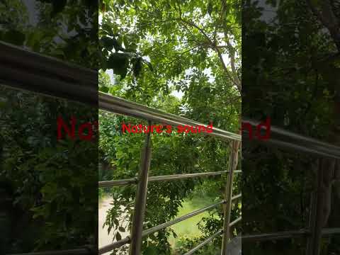 #naturesounds #naturephotography #nature #youtubeshorts #ytshortsindia #ytshort #music #balcony