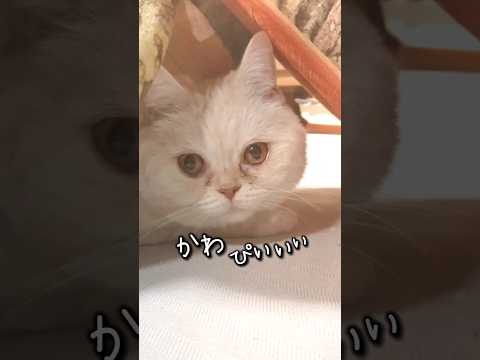 かくれんぼ#猫動画 #マンチカン#白猫