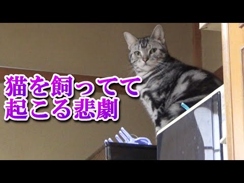 猫を飼ってて起こるアクシデント（アメリカンショートヘア）