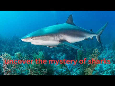 Brave the Waters! Uncover the Mystery of Sharks🦈🦈🦈toddlers song,kids song