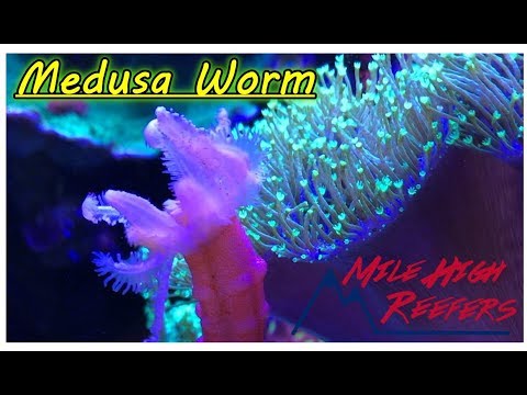 Medusa Worm Crazy Cool but a Bit Risky