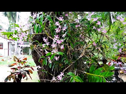 Orchid Flowers / Learn Gardening