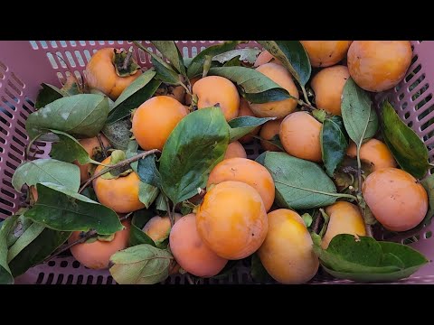 Persimmon Harvest/KAKI