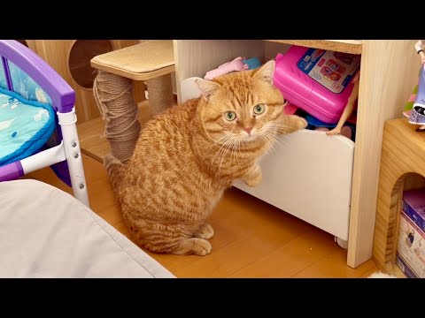 絶対毛布舐める猫と話しかけると返事しちゃう猫。