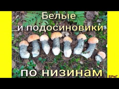 Сбор БЕЛЫХ и ПОДОСИНОВИКОВ по низинам.