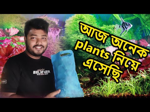 Fish Tank এর জন্য অনেক plants নিয়ে এসেছি | Mahid Mini Zoo | I brought many plants for the fish tank