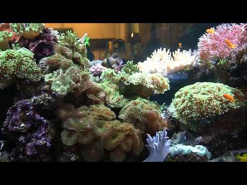 Coral Frag Tank, LA Fishguys, Episode 159, part 6 GHL Mitras LED Light Hanging