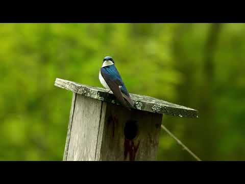 Heritage Conservancy: Quakertown Swamp